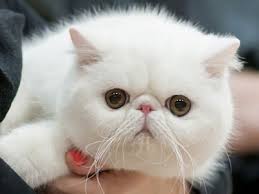 Exotic Shorthair