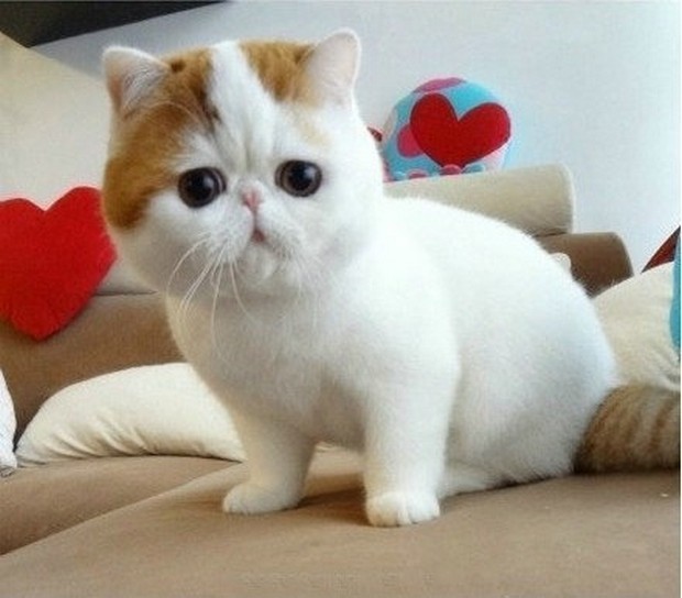 Exotic Shorthair