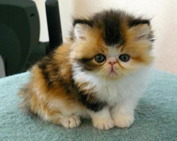 Exotic Shorthair