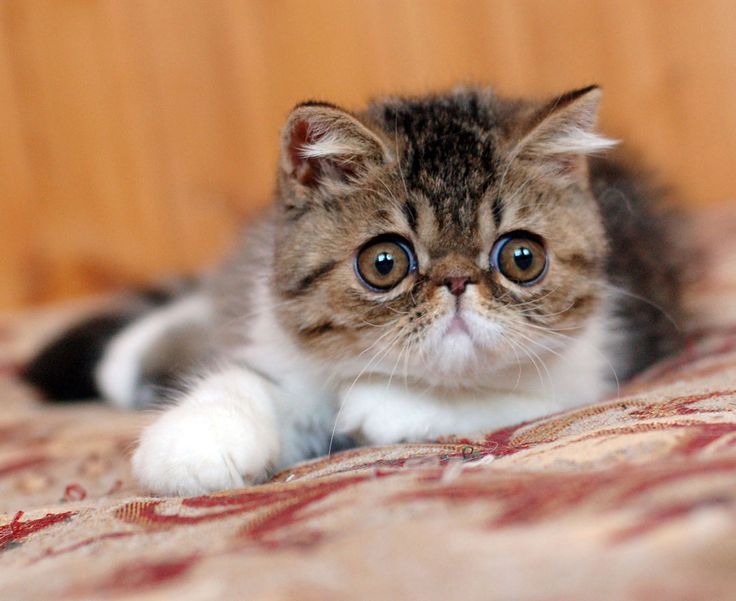 Exotic Shorthair