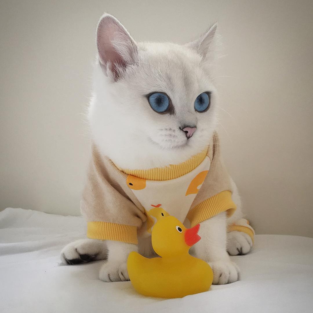 coby-instagram-kedi-kediler-gözler-hayvanlar-ördek