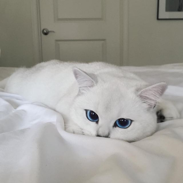 coby-instagram-kedi-kediler-gözler-hayvanlar-alemi-beyaz-kedi-erkek-komik