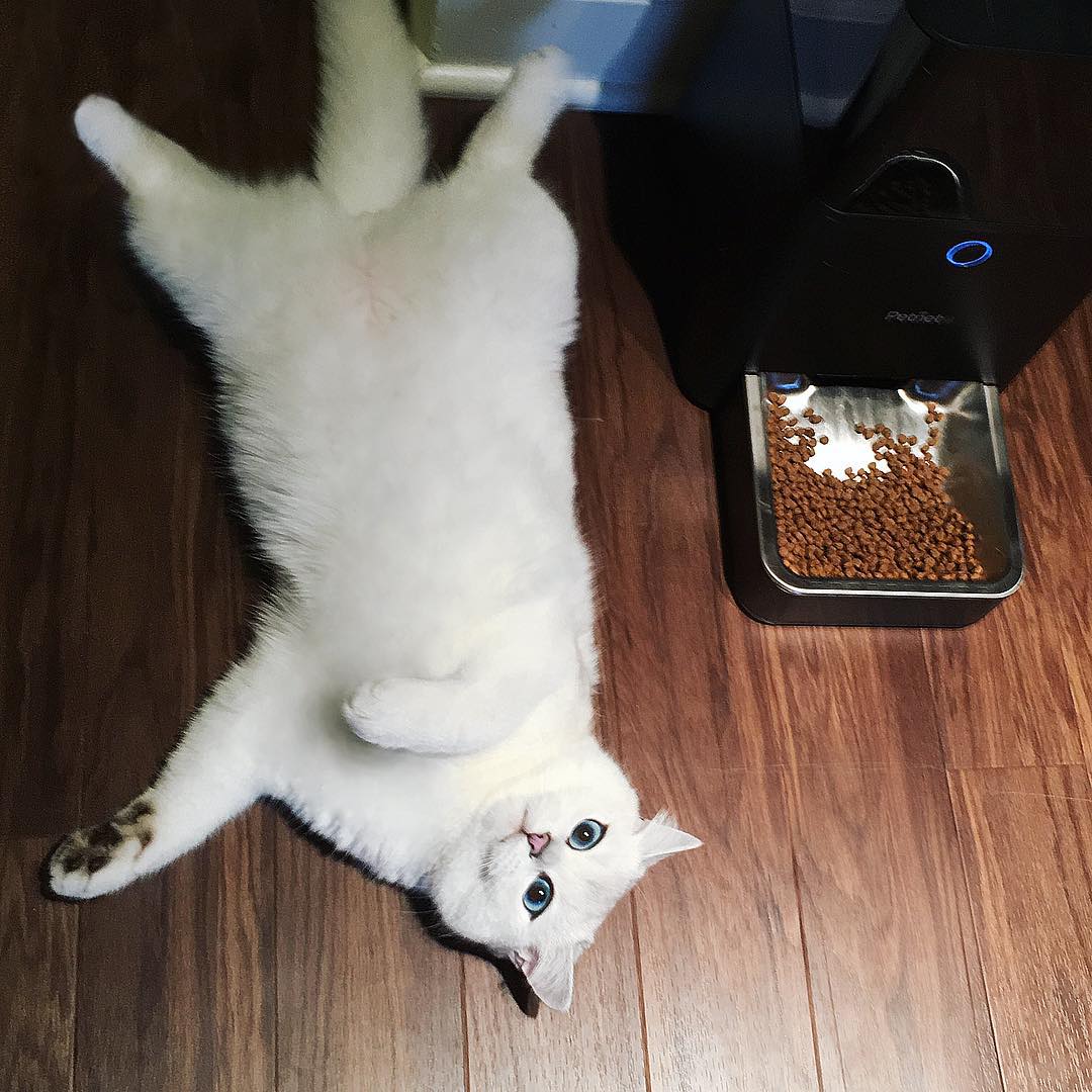 coby-instagram-kedi-kediler-gözler-hayvanlar-alemi-beyaz-kedi-erkek-mama-komik