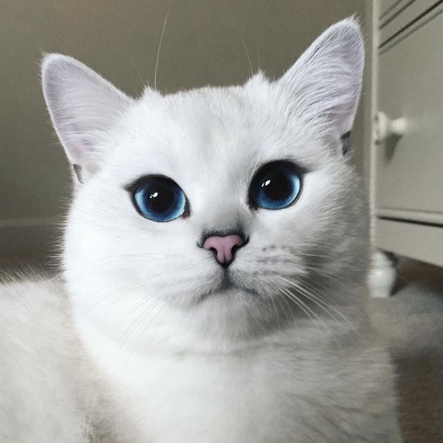 coby-instagram-kedi-kediler-gözler-hayvanlar-alemi-beyaz-kedi-erkek-mama-patiliyo
