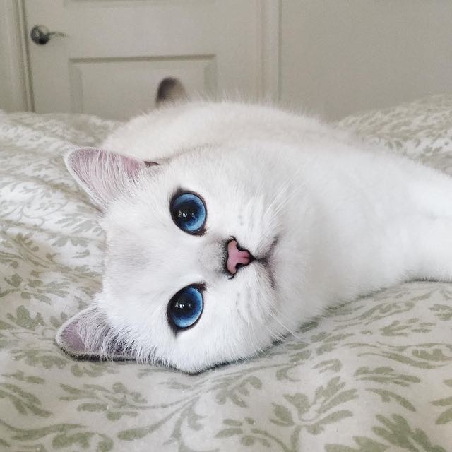 coby-instagram-kedi-kediler-gözler-hayvanlar-alemi-beyaz-kedi-erkek-mama