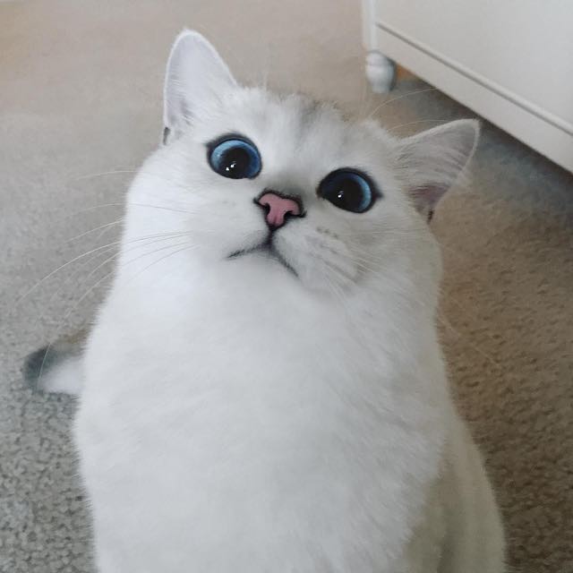 coby-instagram-kedi-kediler-gözler-hayvanlar-alemi-beyaz-kedi-güzel