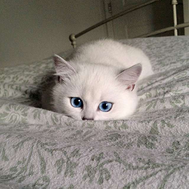 coby-instagram-kedi-kediler-gözler-hayvanlar-alemi