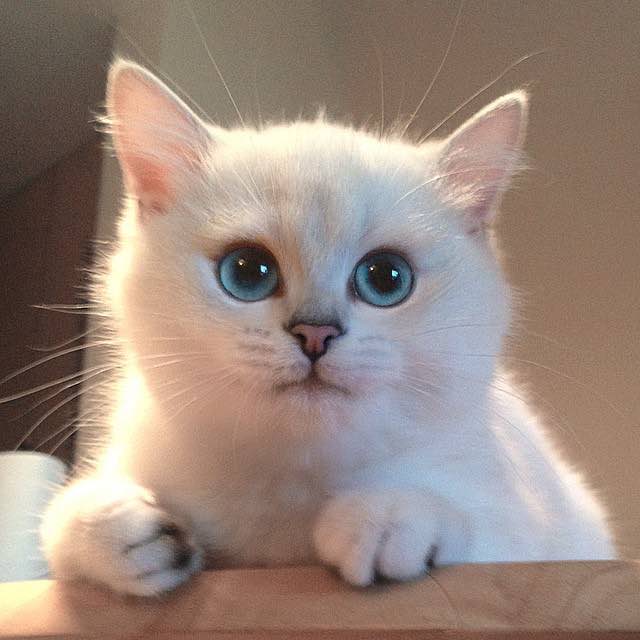 coby-instagram-kedi-kediler-gözler-hayvanlar