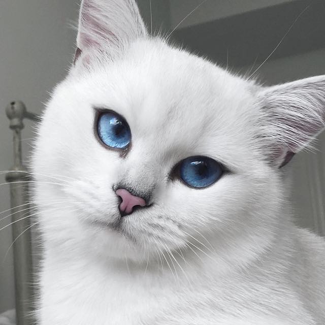 coby-instagram-kedi-kediler-gözler