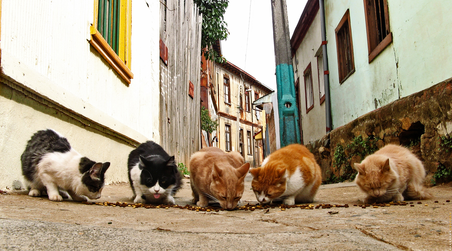 hayvanlari-sevmeki-hayvan-sevgisi-koala-hayvan-sevgisi-ile-ilgili-sözler-kedi