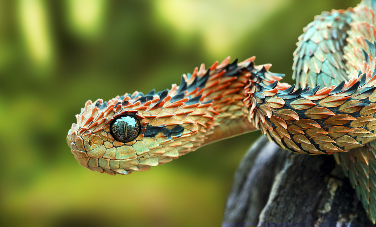 Hairy Bush Viper (Atheris hispida)