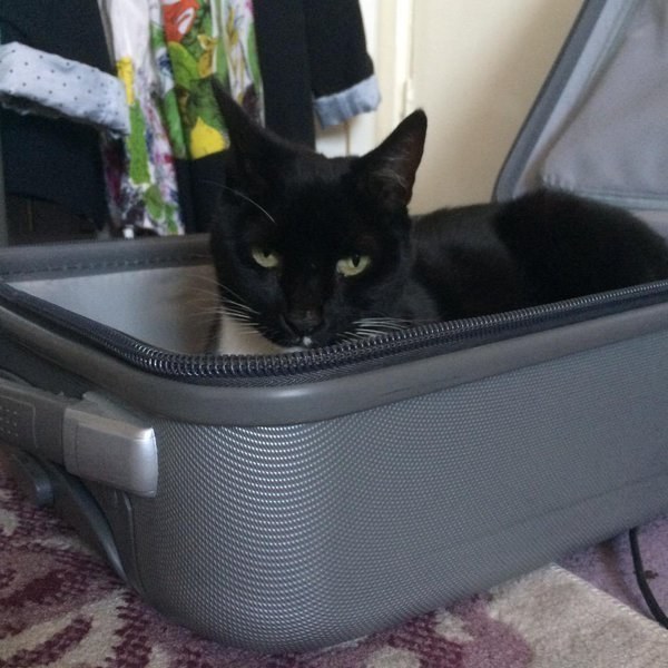 kedi-sahipleri-kediler-hayvanlar-alemi-kedi-patiliyo-bavul