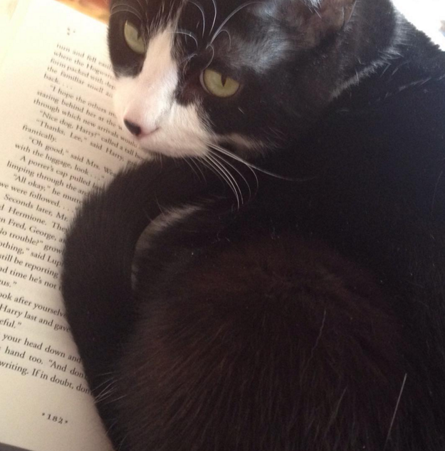 kedi-sahipleri-kediler-hayvanlar-alemi-kedi-patiliyo-kitap