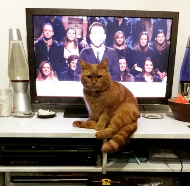 kedi-sahipleri-kediler-hayvanlar-alemi-kedi-patiliyo-televizyon