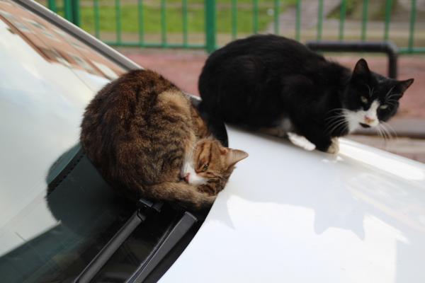 kedi-soguk-kis-kediler-hayvanlar-alemi-yavru-kedi-motor