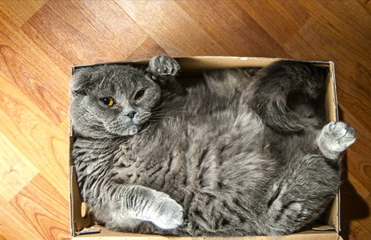 kediler-kutular-sevimli-kilo