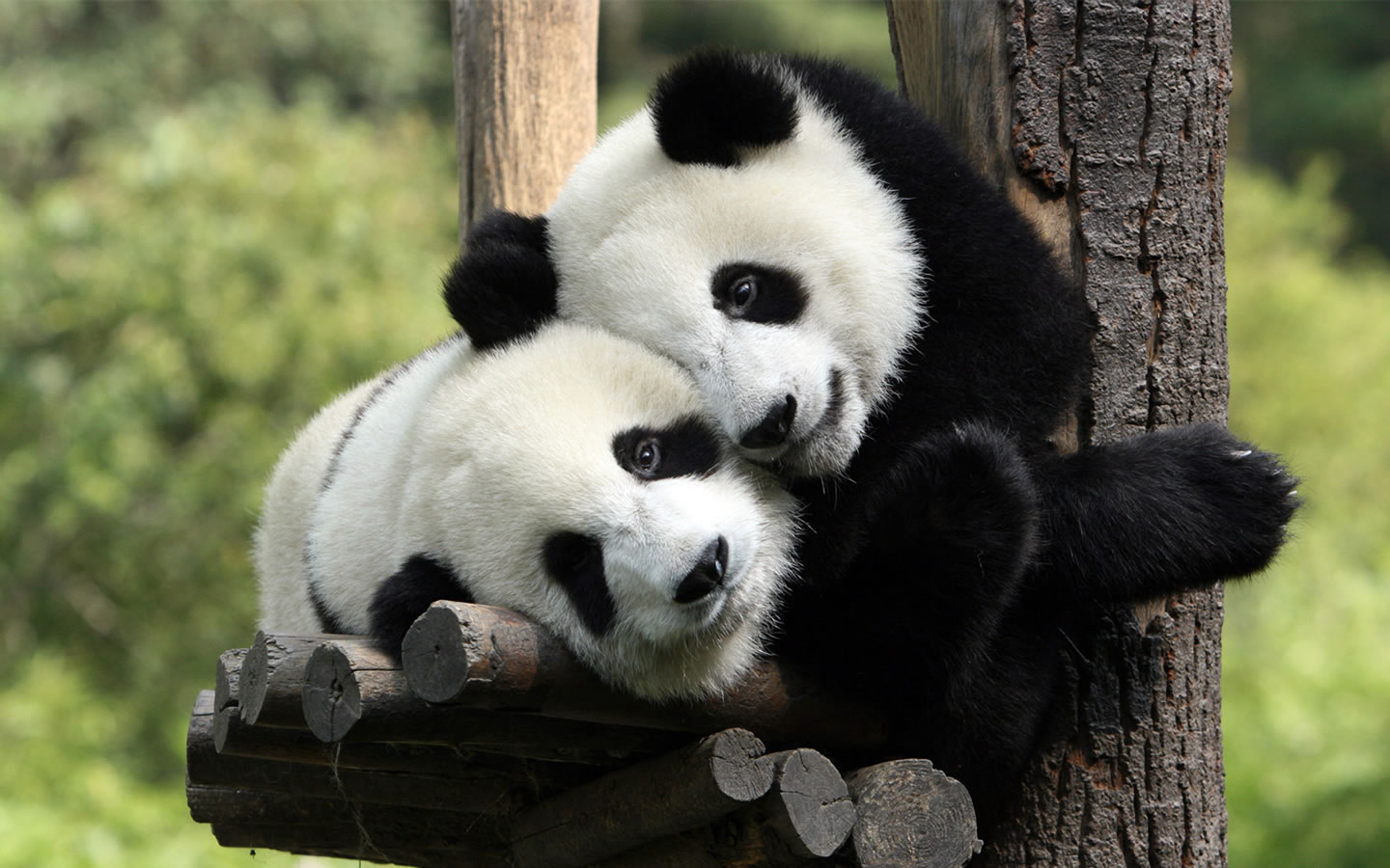 panda-sevgililer-gunu