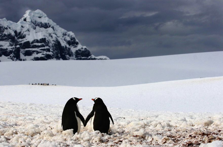 romantik-penguenler