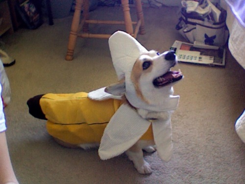 corgi köpekler