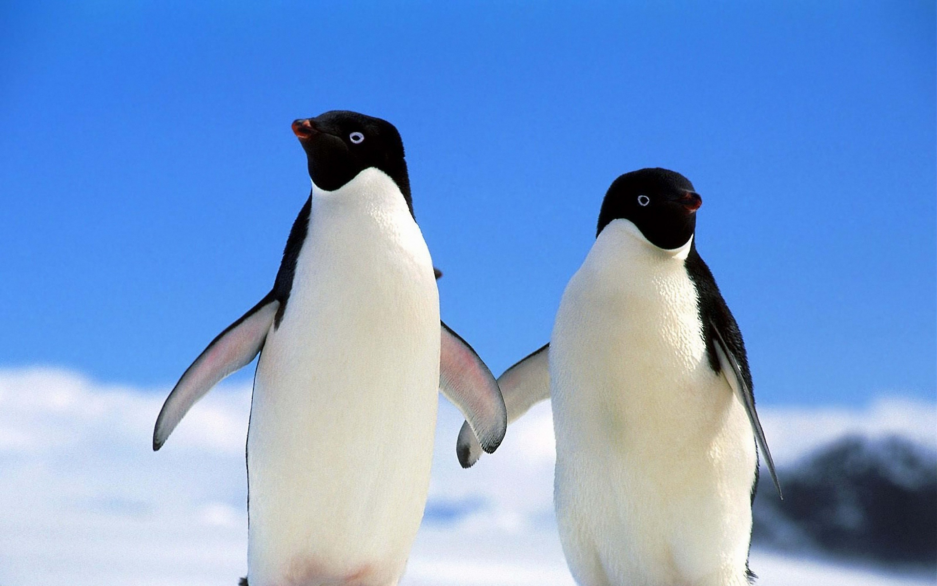 gay-penguenler-patiliyo-3