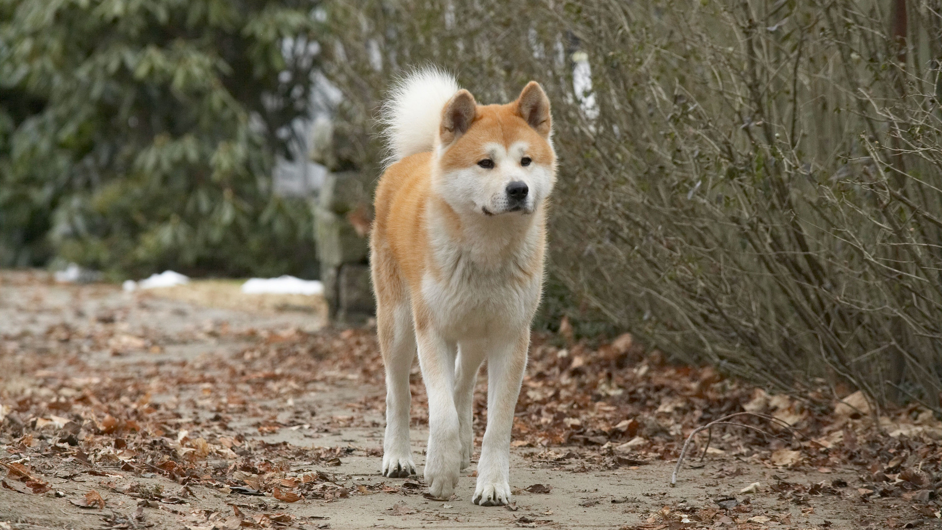 haciko-hachiko-hikayesi-hayat-dersleri-patiliyo-1