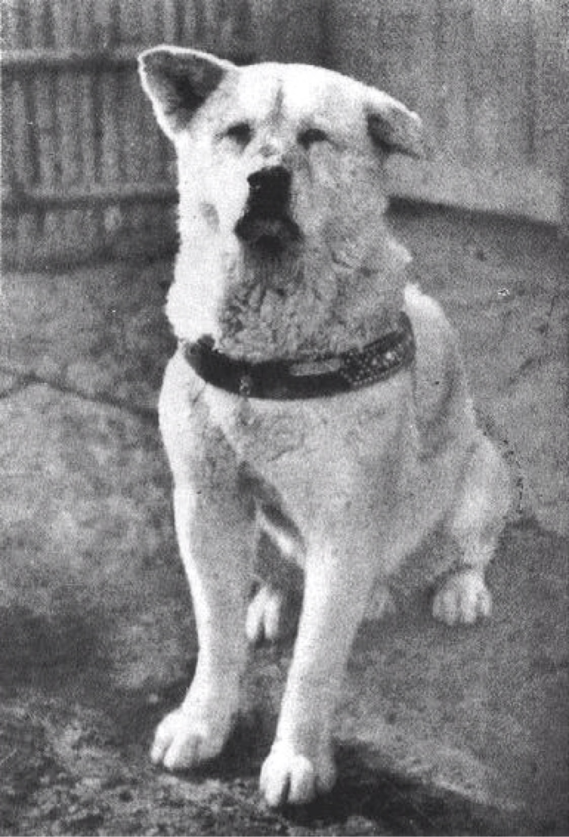 haciko-hachiko-hikayesi-hayat-dersleri-patiliyo-15