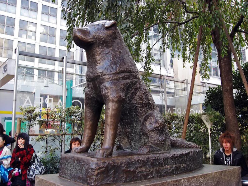 haciko-hachiko-hikayesi-hayat-dersleri-patiliyo-16