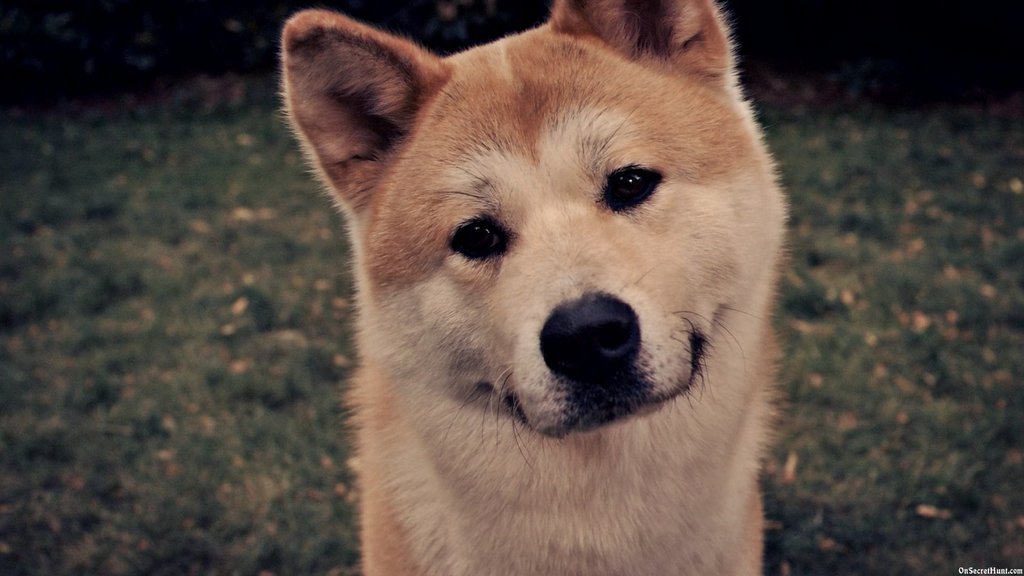 haciko-hachiko-hikayesi-hayat-dersleri-patiliyo-3