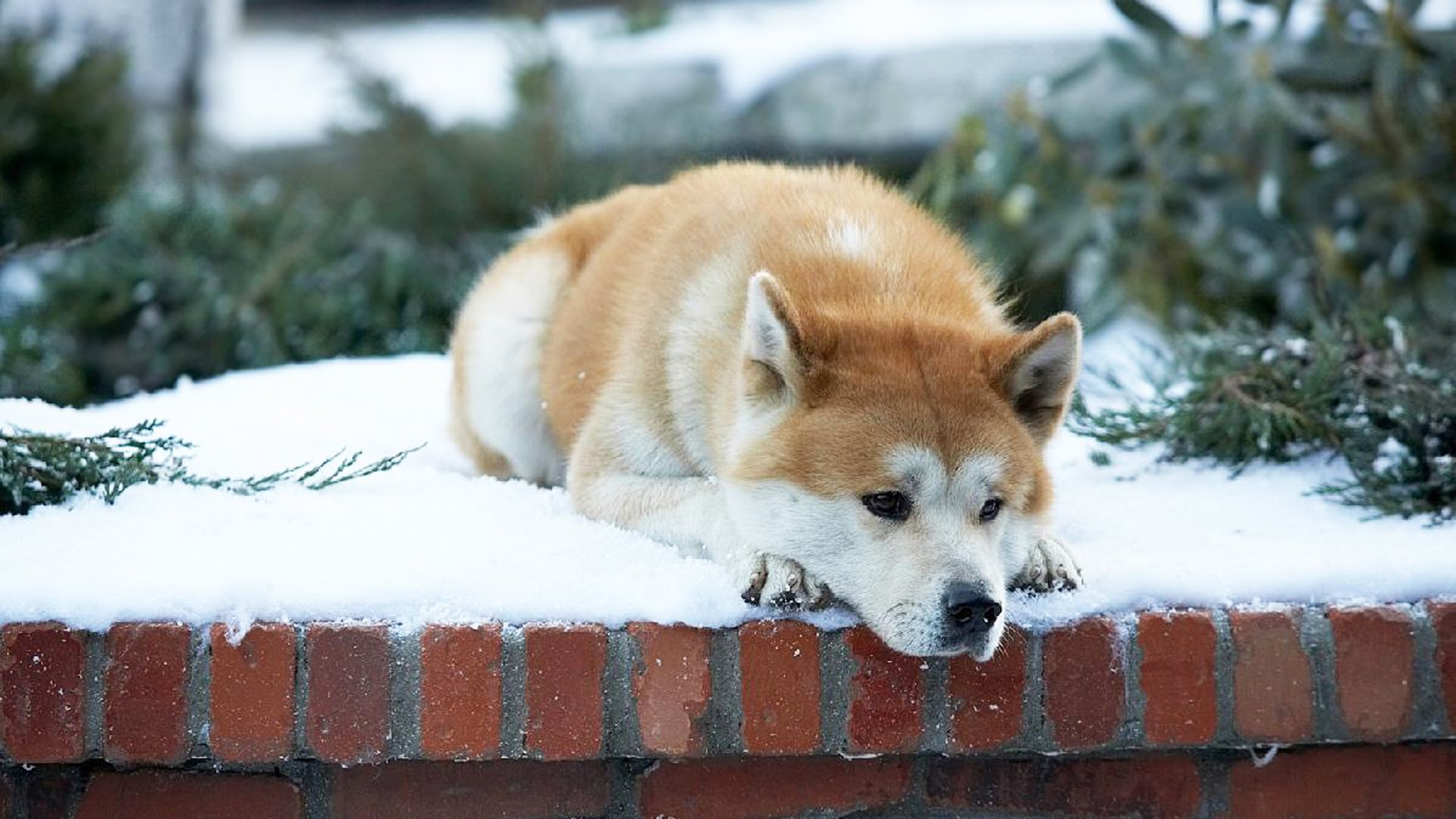 haciko-hachiko-hikayesi-hayat-dersleri-patiliyo-4