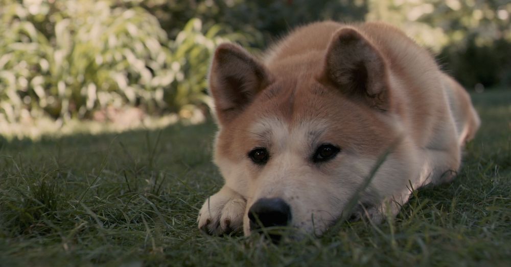 haciko-hachiko-hikayesi-hayat-dersleri-patiliyo-6