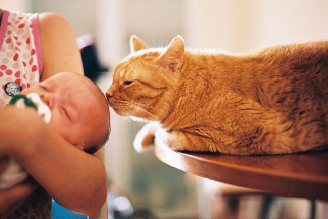 hamilelikte kedi beslemek guvenli midir
