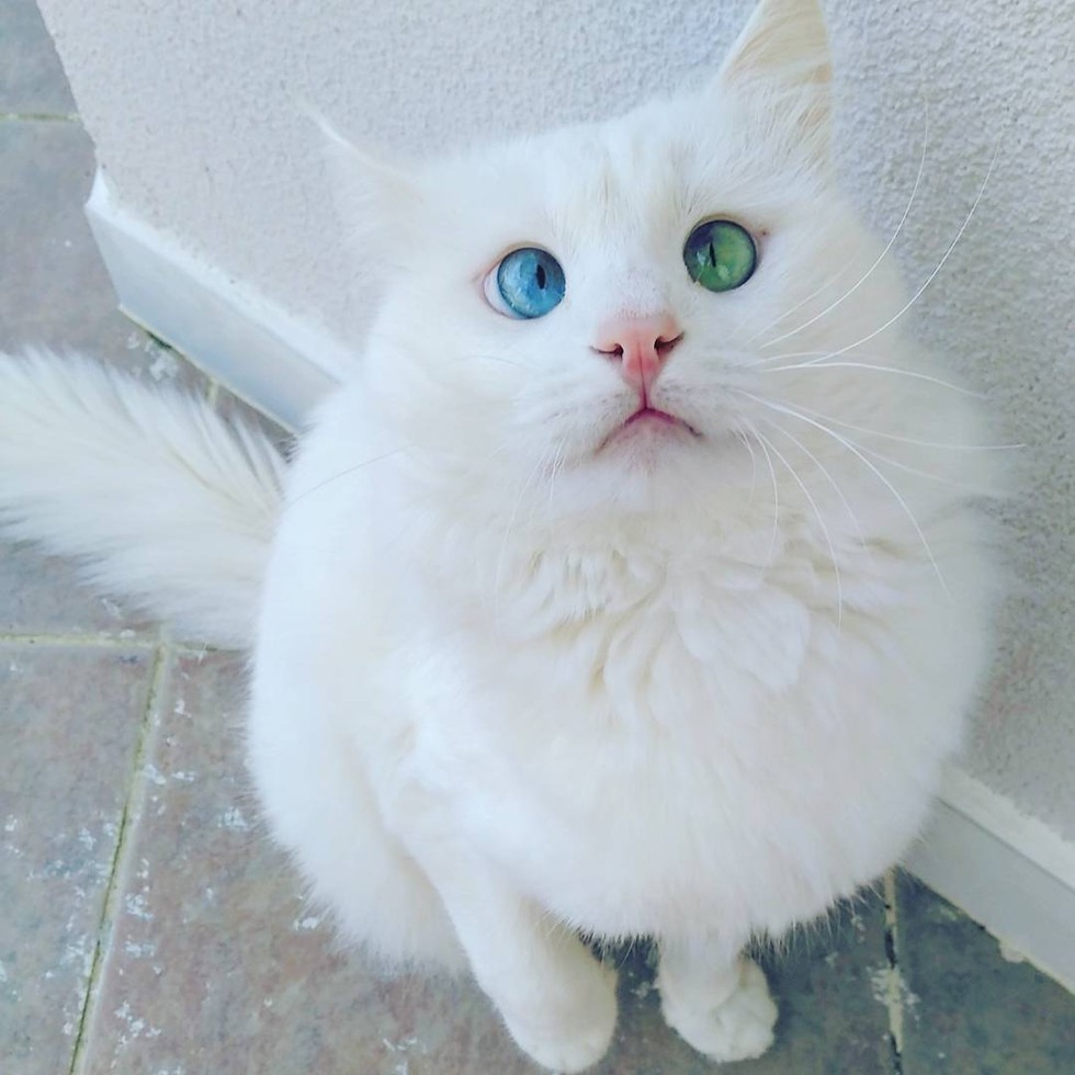 kedi-alos-instagram-sasi-kediler-patiliyo-1