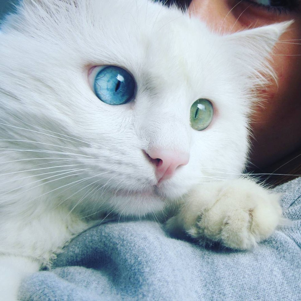 kedi-alos-instagram-sasi-kediler-patiliyo-3