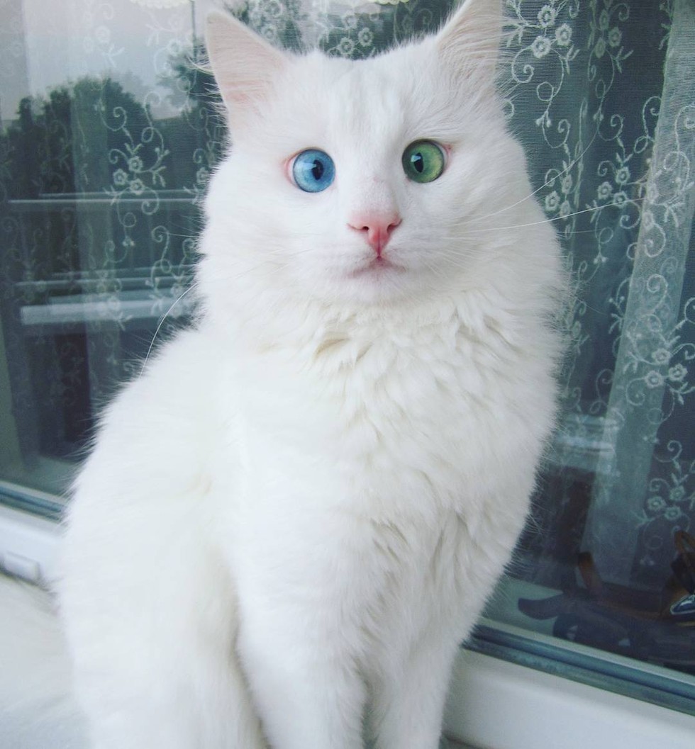 kedi-alos-instagram-sasi-kediler-patiliyo-4