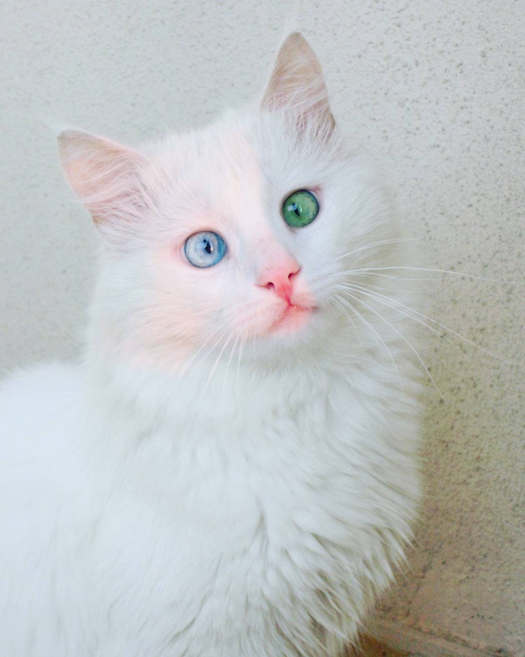 kedi-alos-instagram-sasi-kediler-patiliyo-5