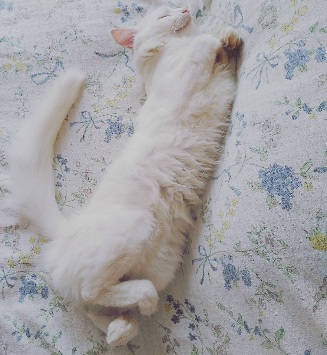 kedi-alos-instagram-sasi-kediler-patiliyo-8