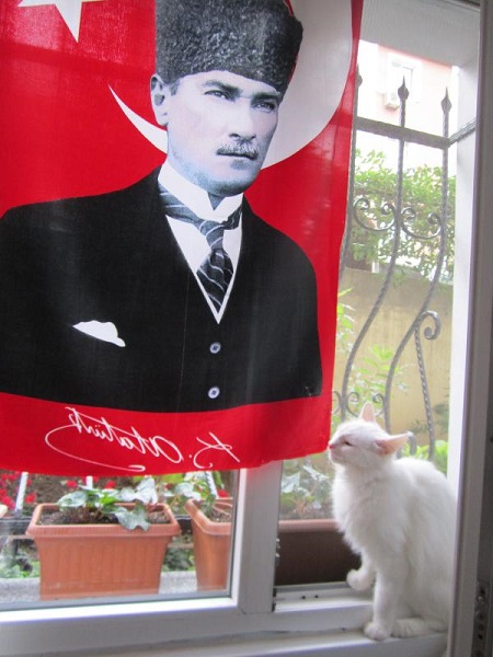 ataturk-kedileri-patiliyo-1