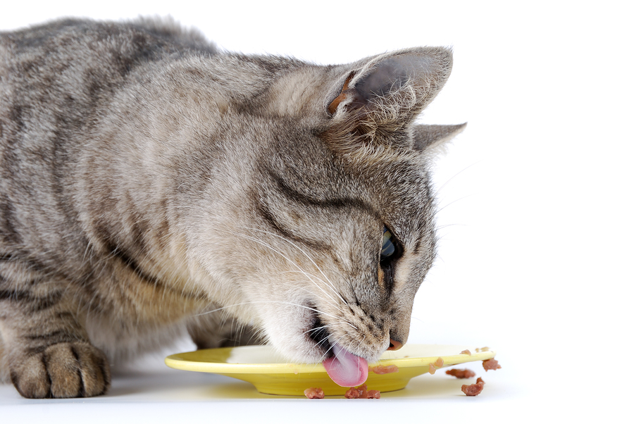 evde hazırlanabilecek kedi mamalari