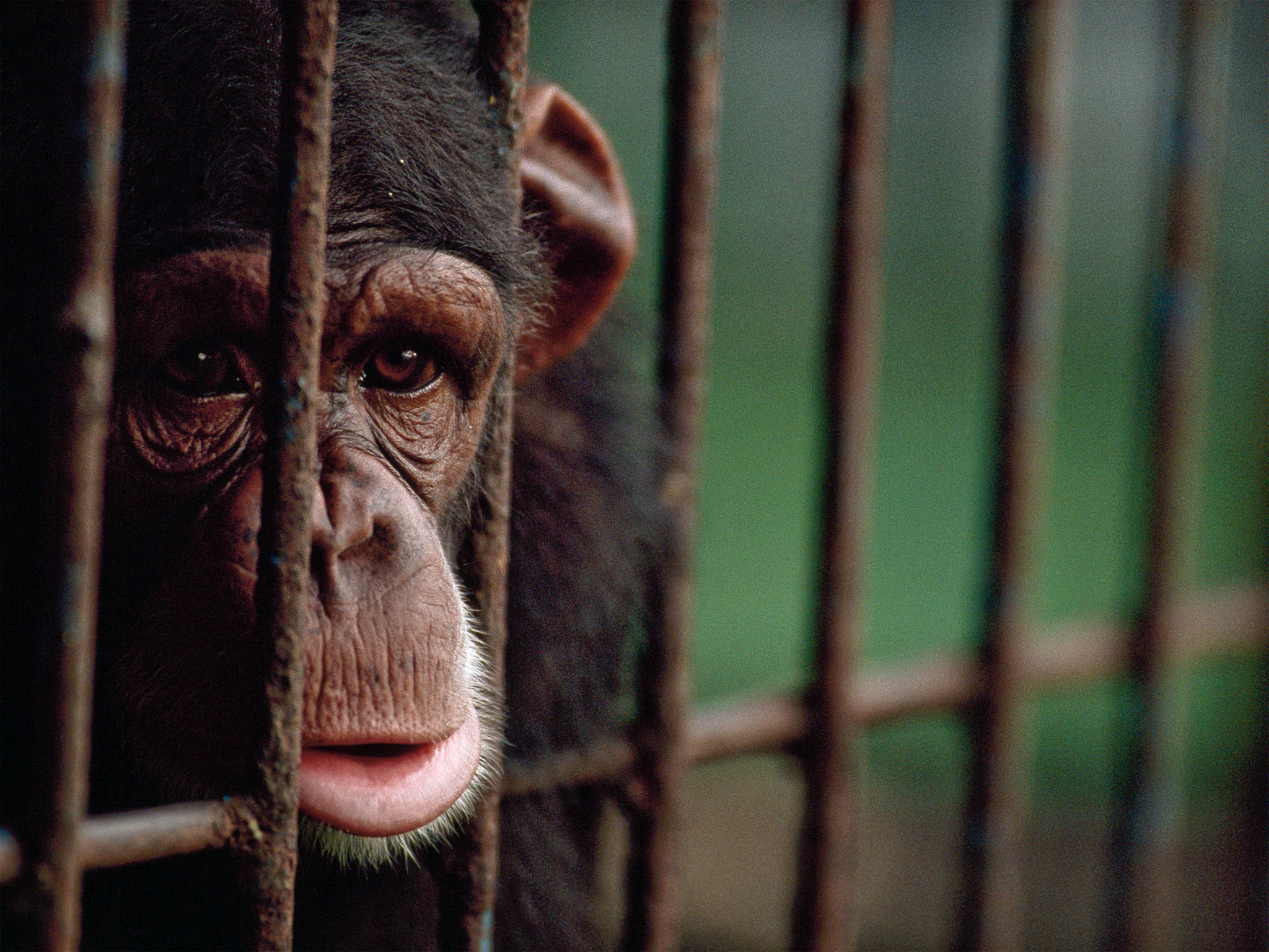 A chimpanzee sits in a cage.