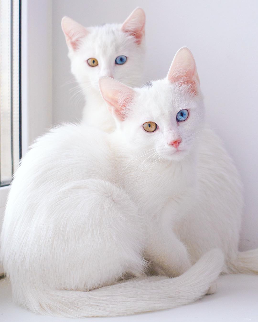 ikiz-kediler-renkli-gozlu-cins-kediler-patiliyo-11