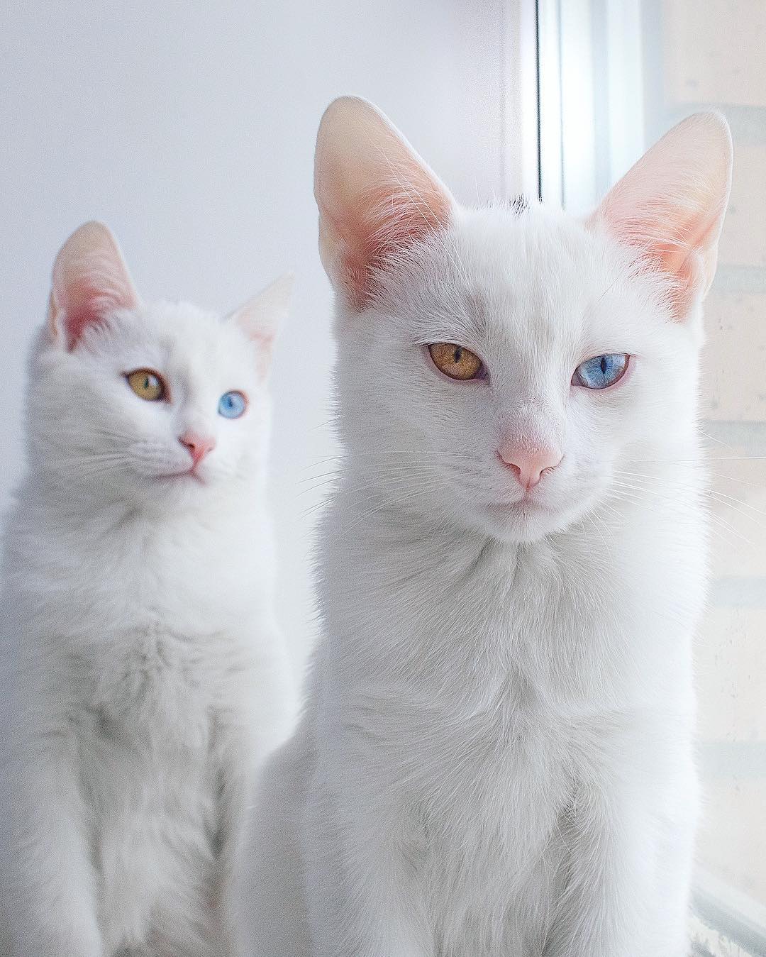 ikiz-kediler-renkli-gozlu-cins-kediler-patiliyo-6