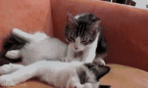 masaj-yapan-kediler-patiliyo-1