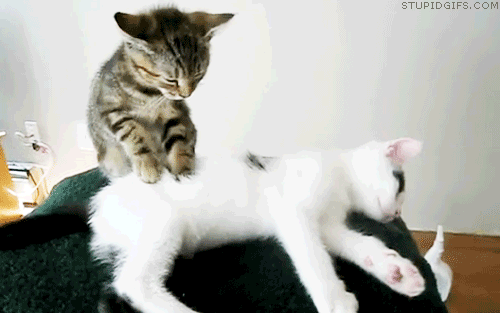masaj-yapan-kediler-patiliyo-6