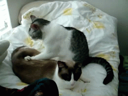 masaj-yapan-kediler-patiliyo-8