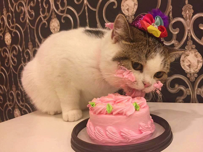 pasta yiyen kedi