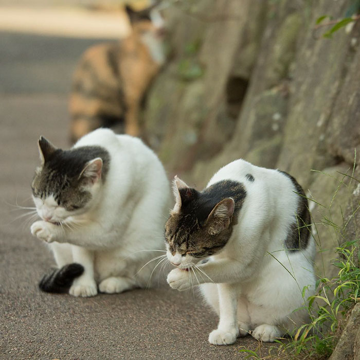 japon-sokak-kedileri-patiliyo-8