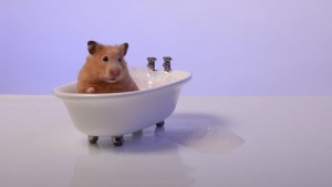 hamster-temizlik-banyo-bilginticom