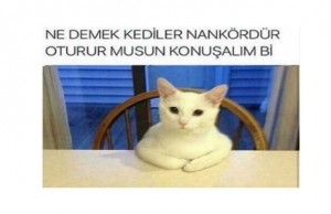 nankor-kedi