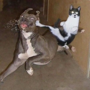 Dog-And-Cat-Funny-Karate-Picture