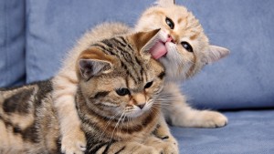 cats-licking_darling
